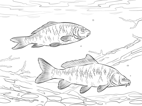 Common Carps Coloring Page